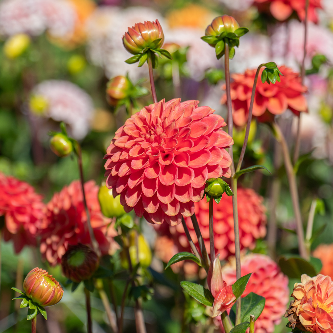 Dahlie Zundert Mystery Fox