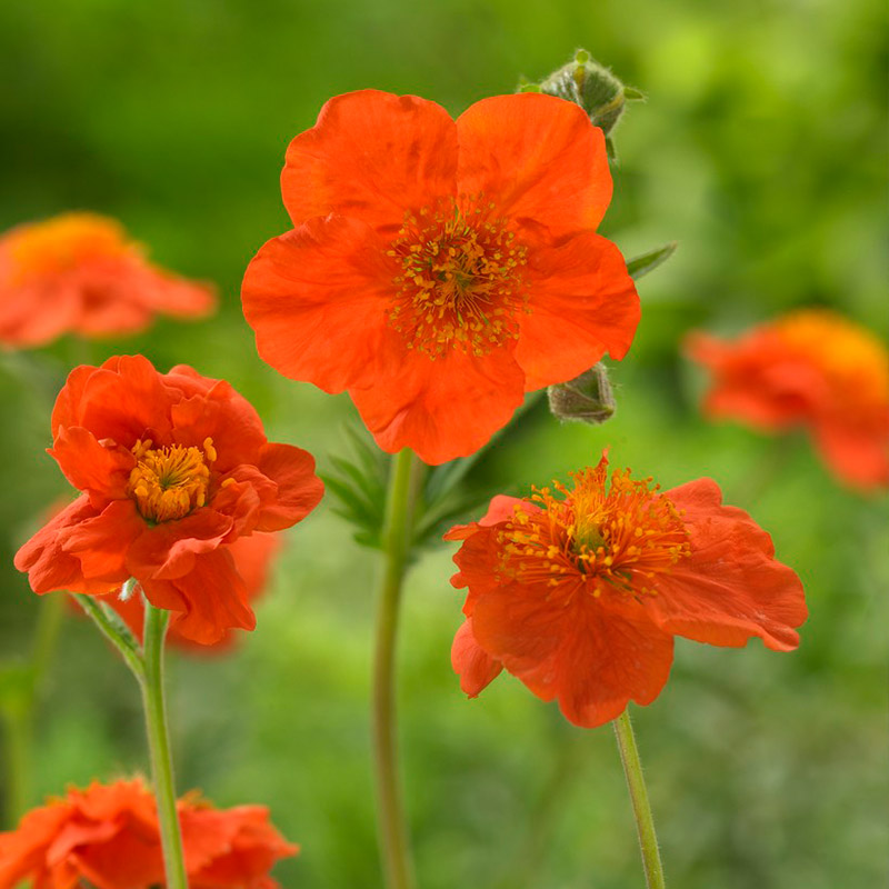 Erdrose (Geum cocc.) 'Borisii'