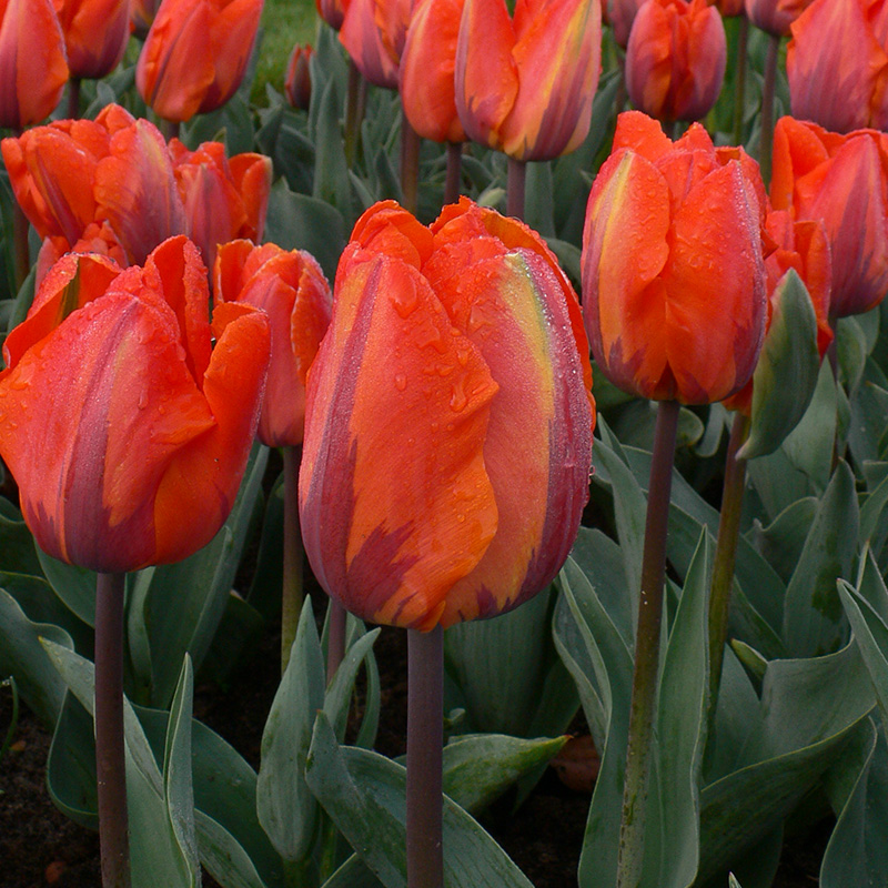 Tulpe Hermitage