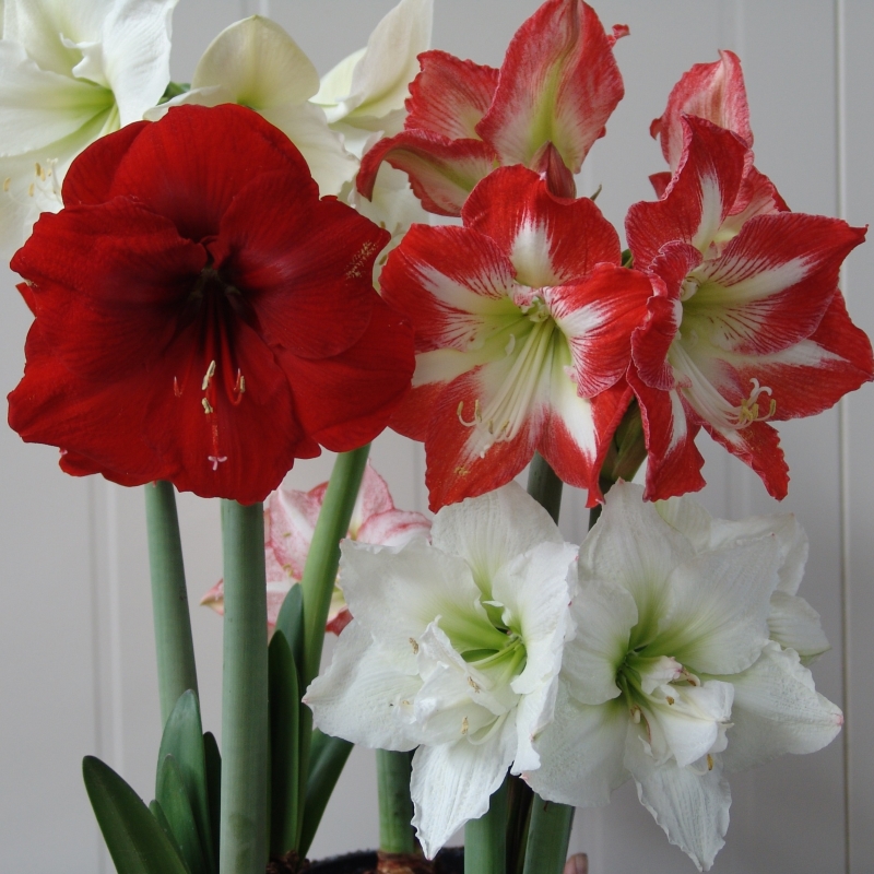Amaryllis Surprise Mischung