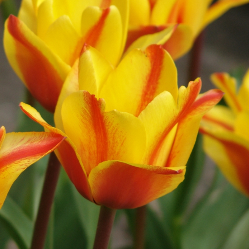 Tulpe Cape Cod