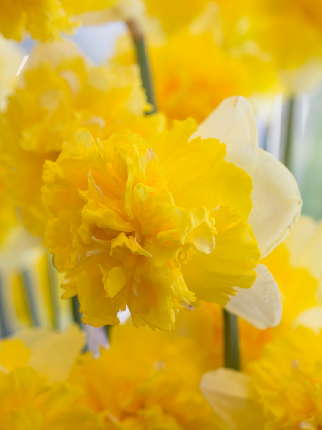 Narcissus-Full-House Narzisse Full House