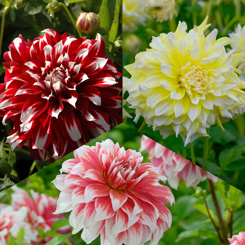 Riesen Dahlien Mischung XXL zweifarbig