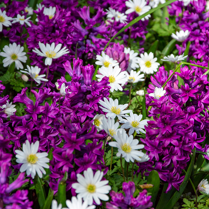 Blumenzwiebel Mischung "Purple Romance"