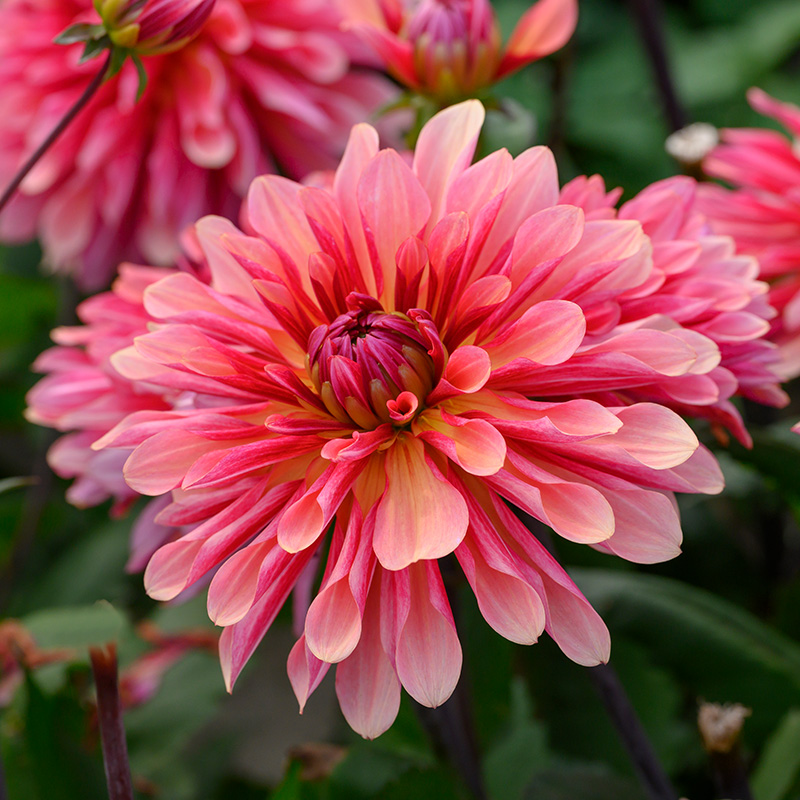 10057-Dahlia-Missis-Dutch-03