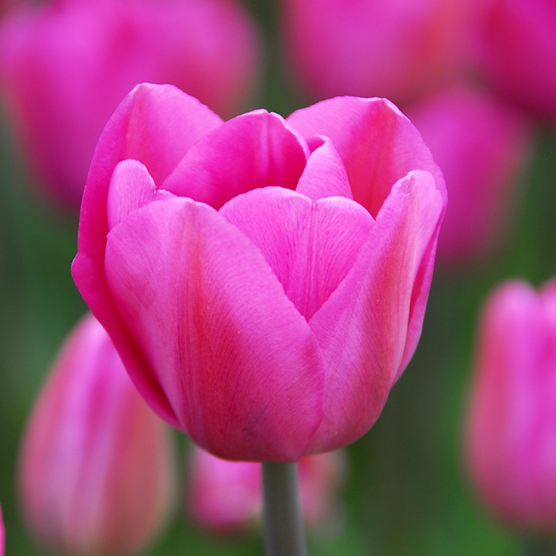Großpackung Tulpe Don Quichotte
