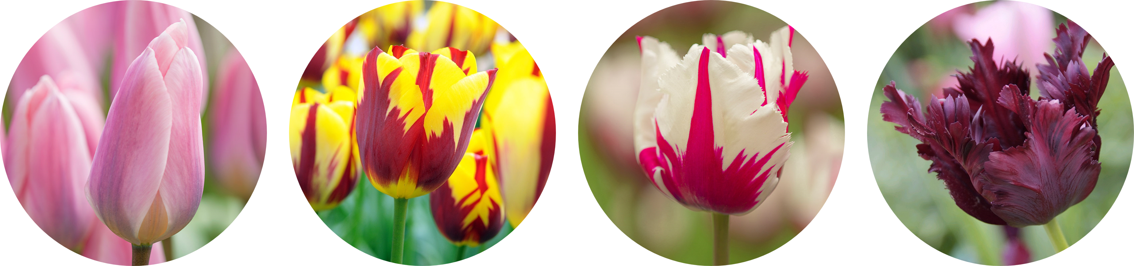 tulpenzwiebeln