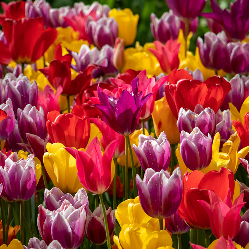 Tulpenmischung "Colourful Spring"