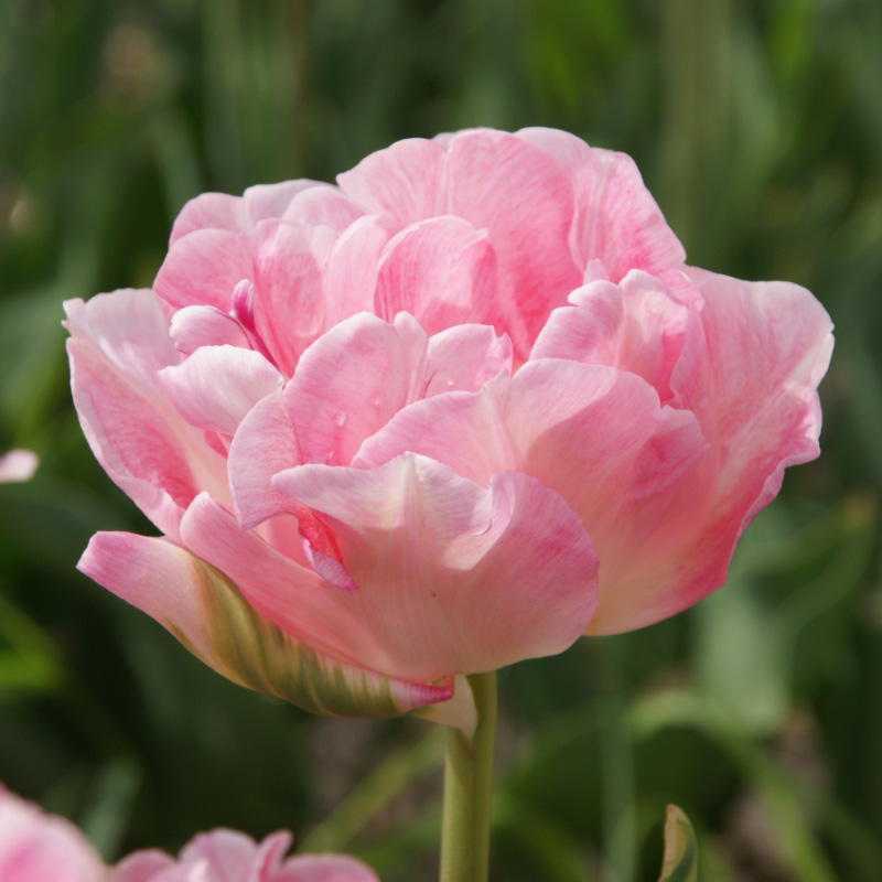 2030-Tulipa-Angelique Tulpe Angelique
