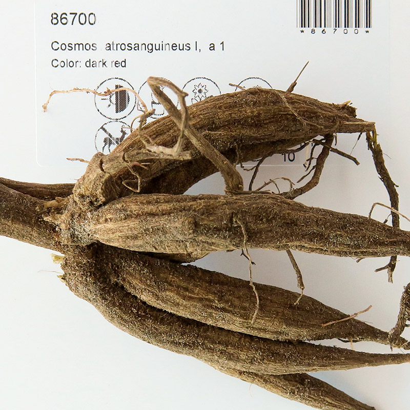 86700-Cosmos-atrosanguineus-rhizoma
