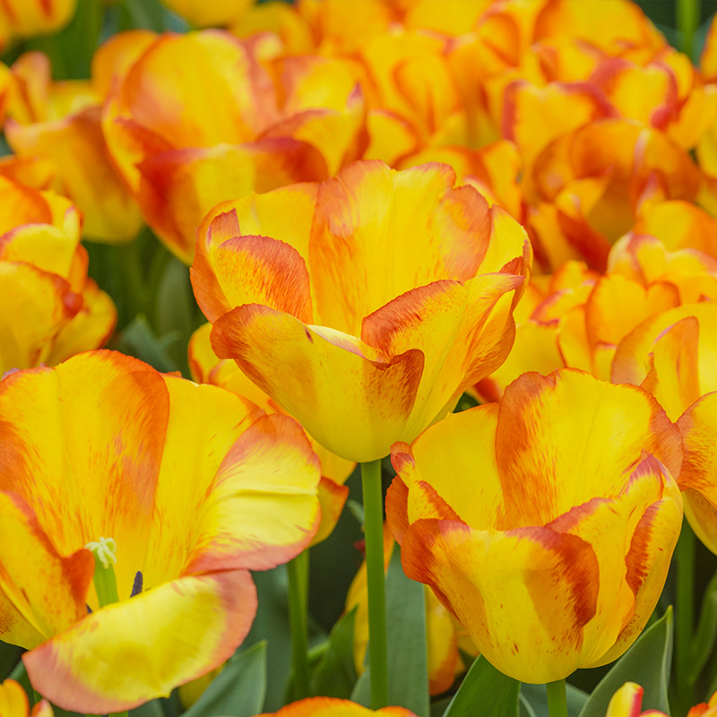 Tulpe Outbreak®