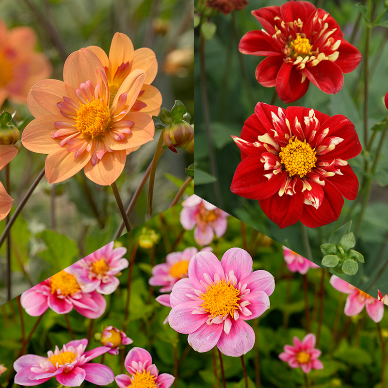 Halskrausen Dahlien Mischung 