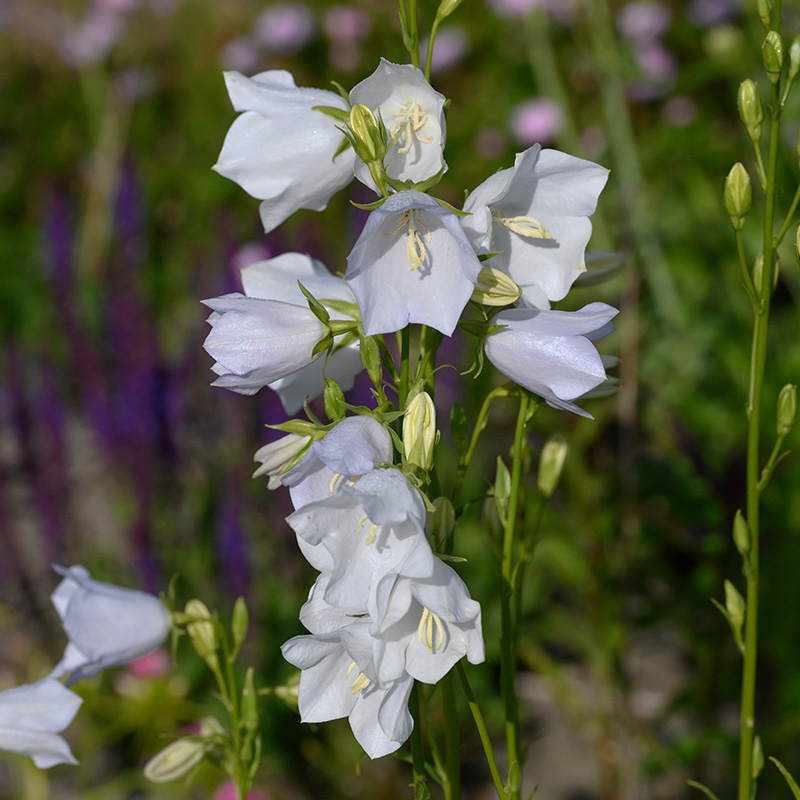 Pfirsichblättrige Glockenblume (Campanula pers.) 'Alba'