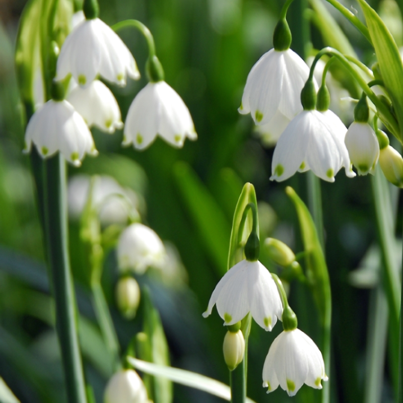 Leucojum Gravetye Giant - Märzenbecher
