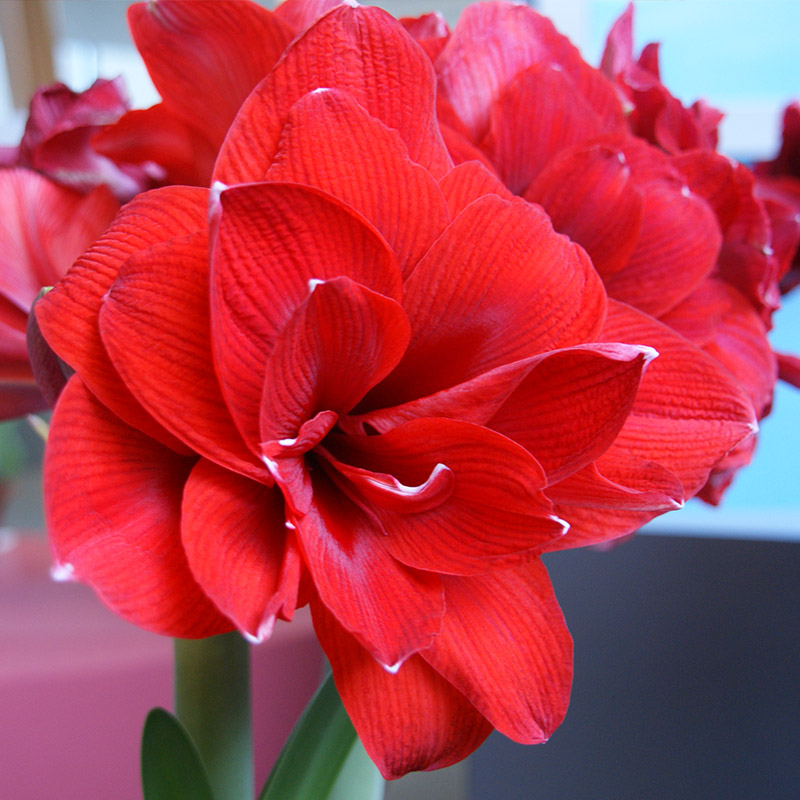 9470-Amaryllis-Double-King Amaryllis Double King®