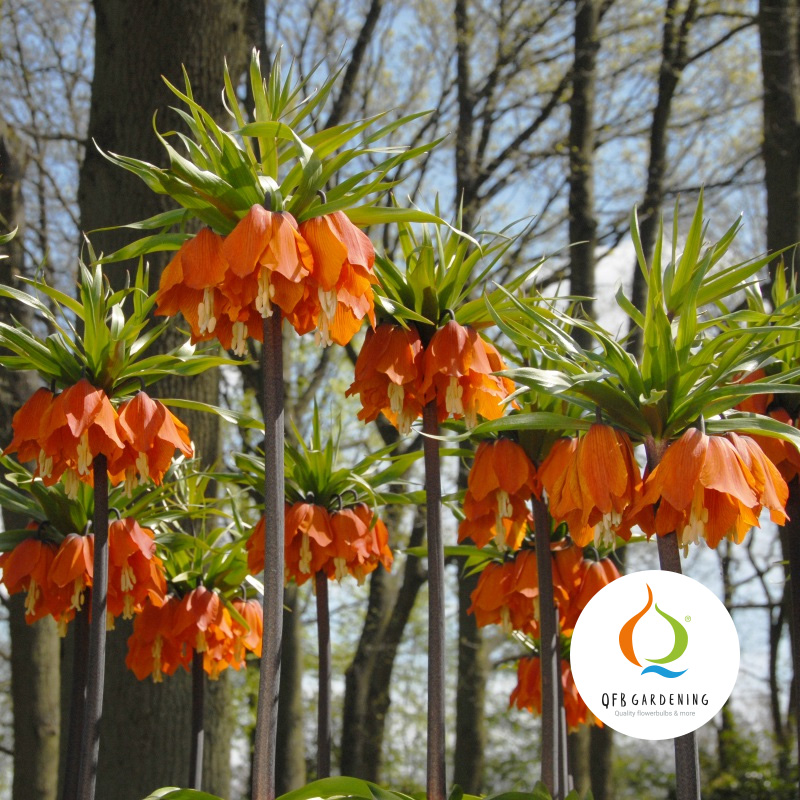 5740-Fritillaria-imperialis-Aurora-logo