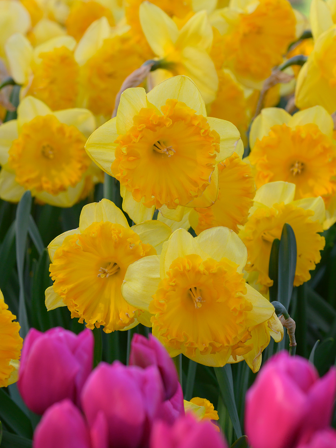Narcissus-Ferris-Wheel Narzisse Ferris Wheel