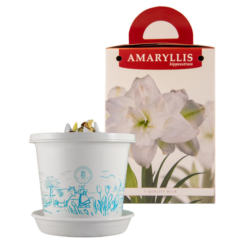 Amaryllis Marilyn® im Zuchttopf in Geschenkverpackung