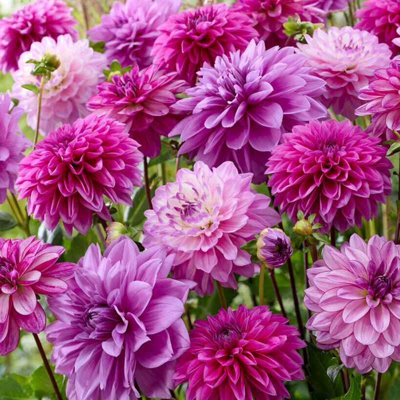 Dahlia The blues mix Dahlia The blues mix