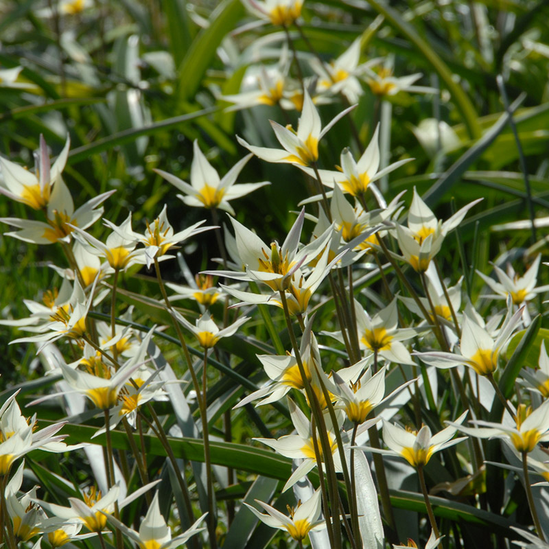 2281-Tulipa-turkestanica-02