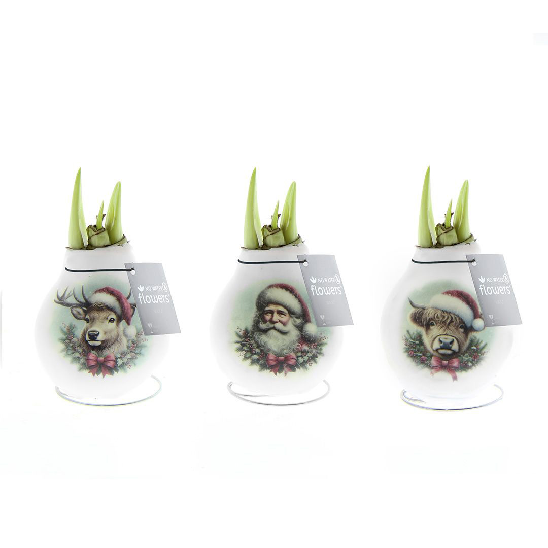 Amaryllis in Wachs Paket Crafts Santa & Friends Mix à 3