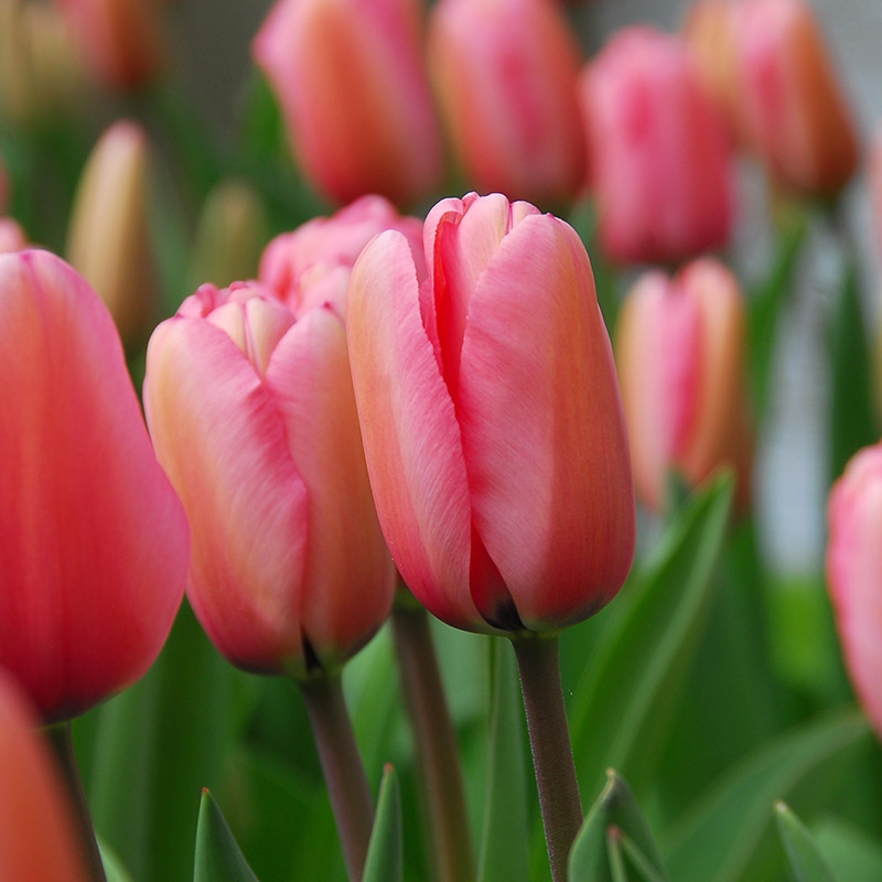 Tulpe Pink Impression