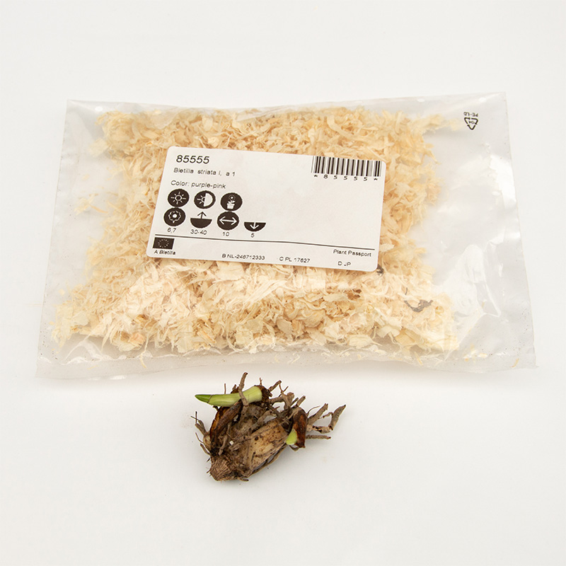 85555-Bletilla-striata-wortelstok