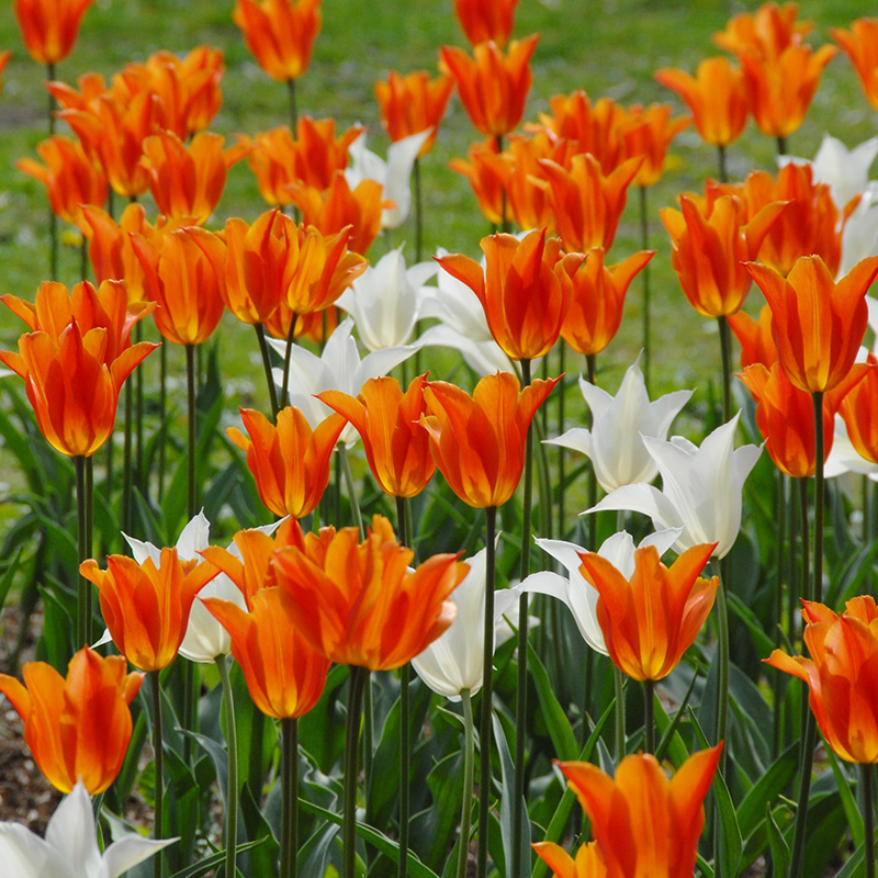 2060-Tulipa-Ballerina-04