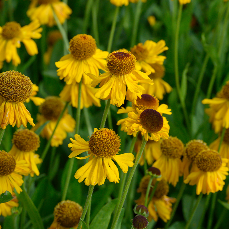 Sonnenbraut (Helenium bigelovii) 'The Bishop'