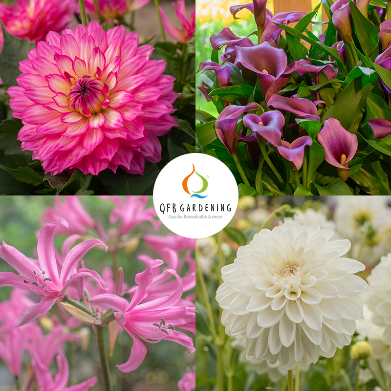 Balkon Sommerblumen Mischung „Tropical Summer“