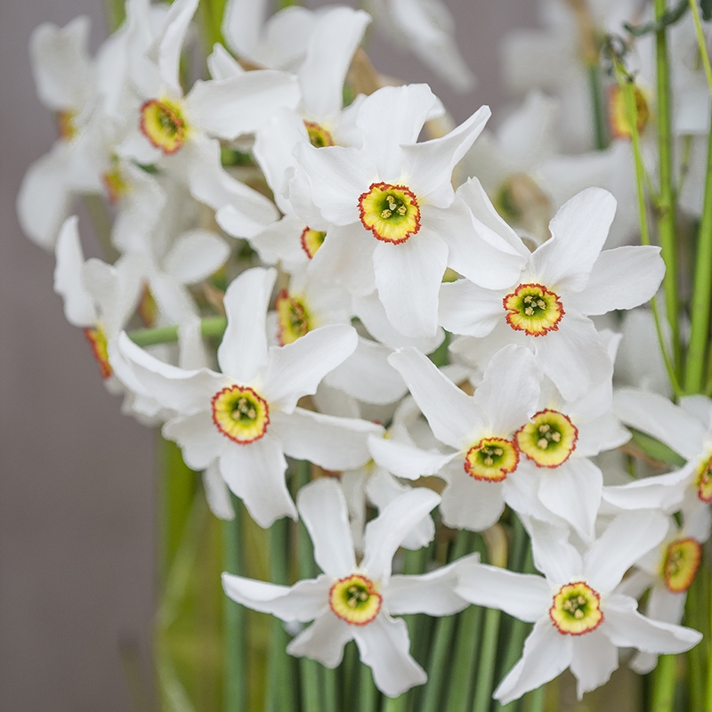 narcissus_poeticus_recurvus_dsc1873 Narzisse Recurvus