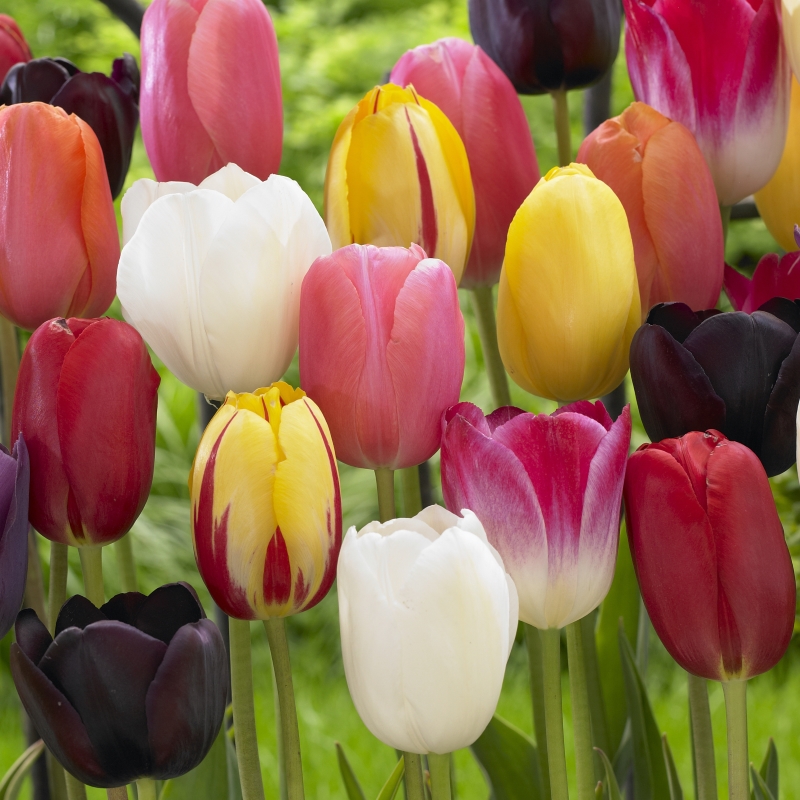 Tulpen Spät blühende Mischung
