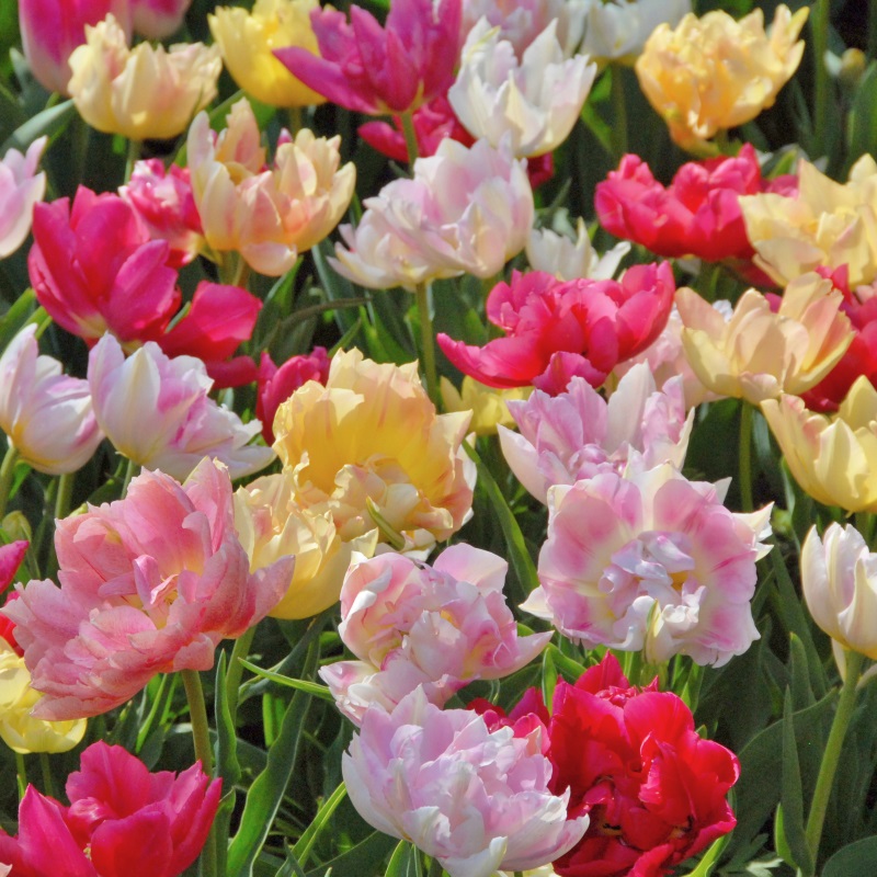 Gefüllte Tulpen Mischung "Best Friends"