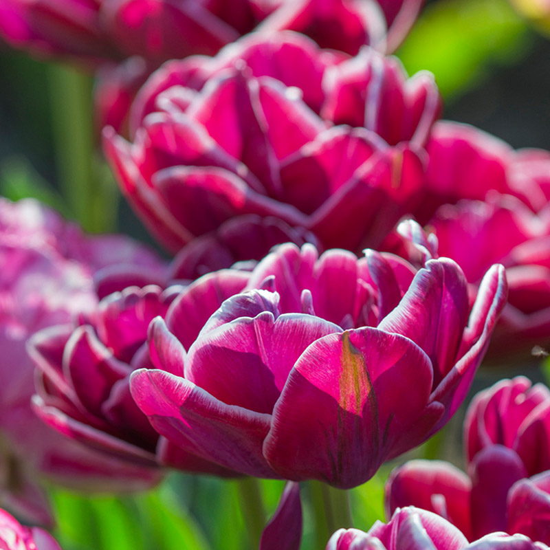 Tulpe Dream Touch®