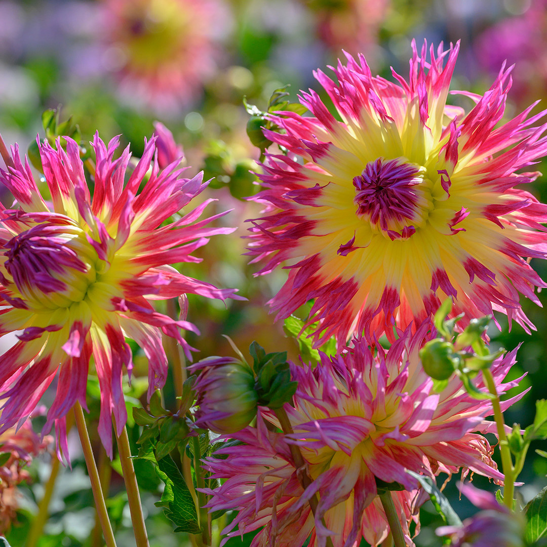 Dahlie Lindsay Michelle