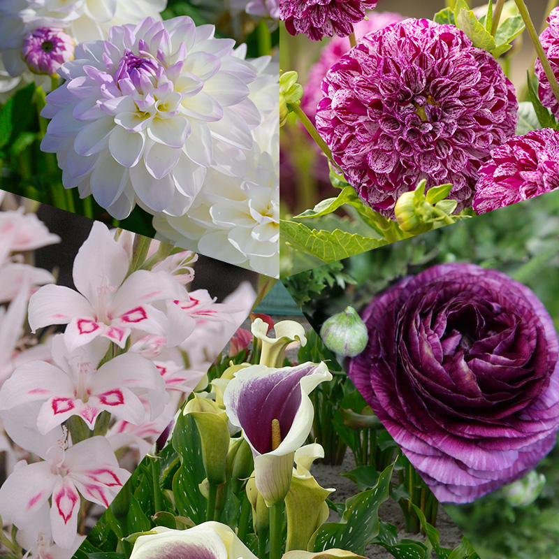 Blumenzwiebel Mischung „Lila Weißer Sommergarten“