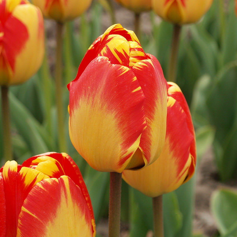 Tulpe Banja Luka