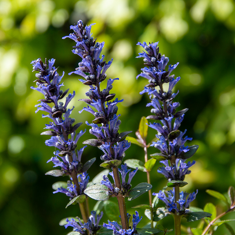Rotblättriger Günsel (Ajuga) 'Chocolate Chip'