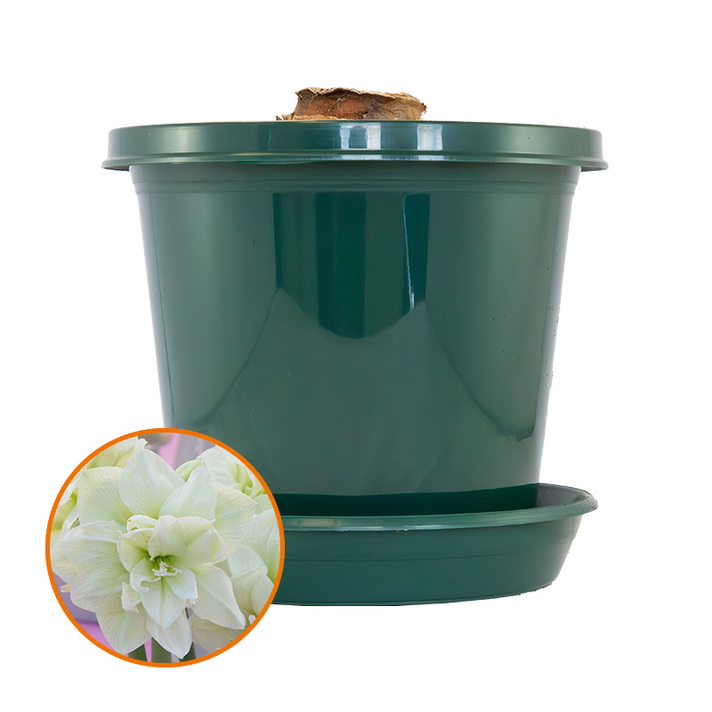 Amaryllis Marilyn® im Zuchttopf in Geschenkverpackung
