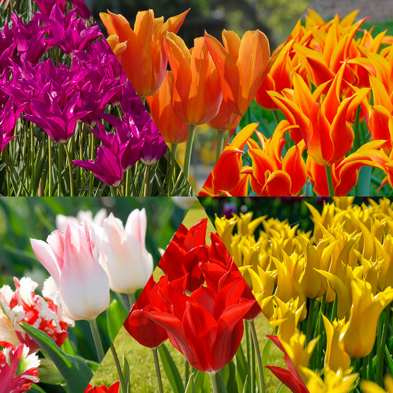Lilienblütige Tulpenmischung