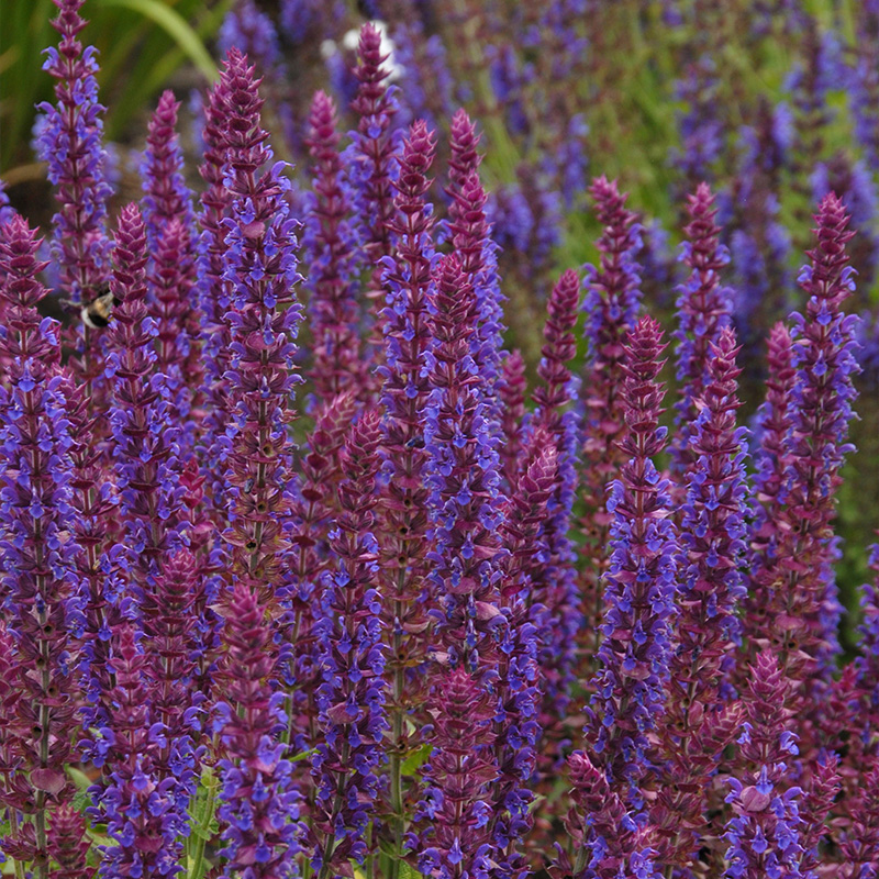Blüten-Salbei (Salvia nem.) 'Ostfriesland'