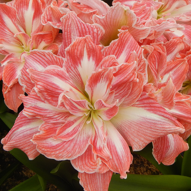Amaryllis-Pretty-Nymph Amaryllis Pretty Nymph®