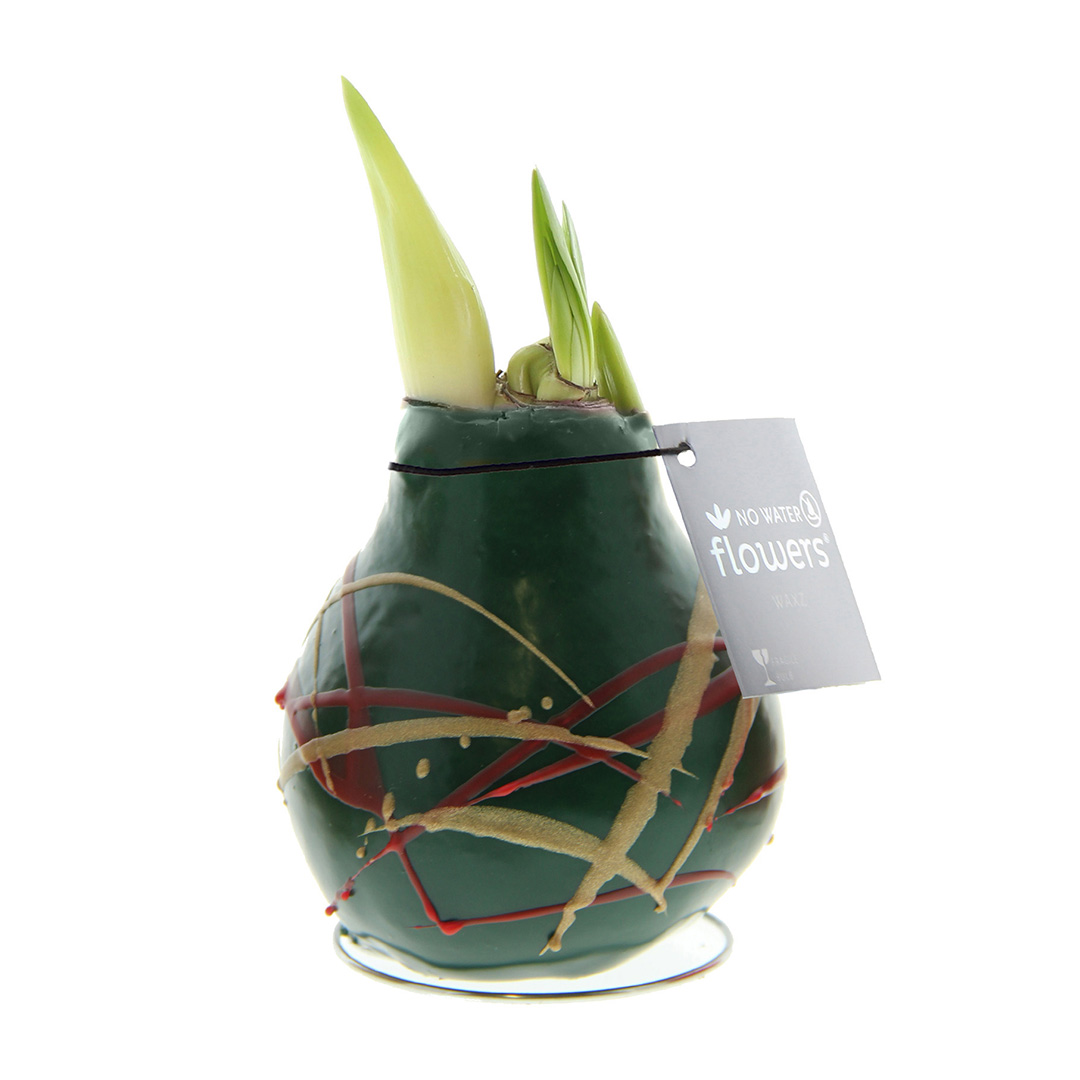 Amaryllis in Wachs Art Munch Grün
