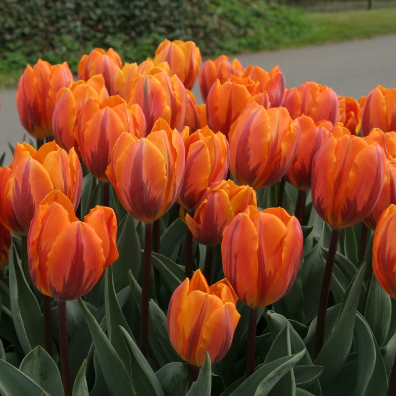 Tulpe Prinses Irene