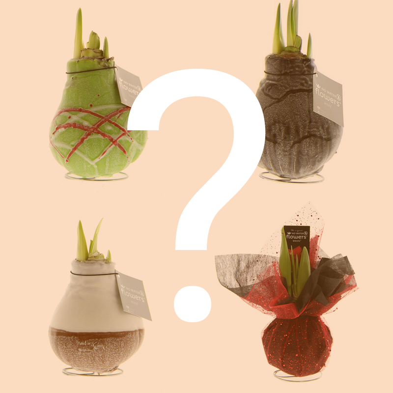 Wachs Amaryllis Überraschung