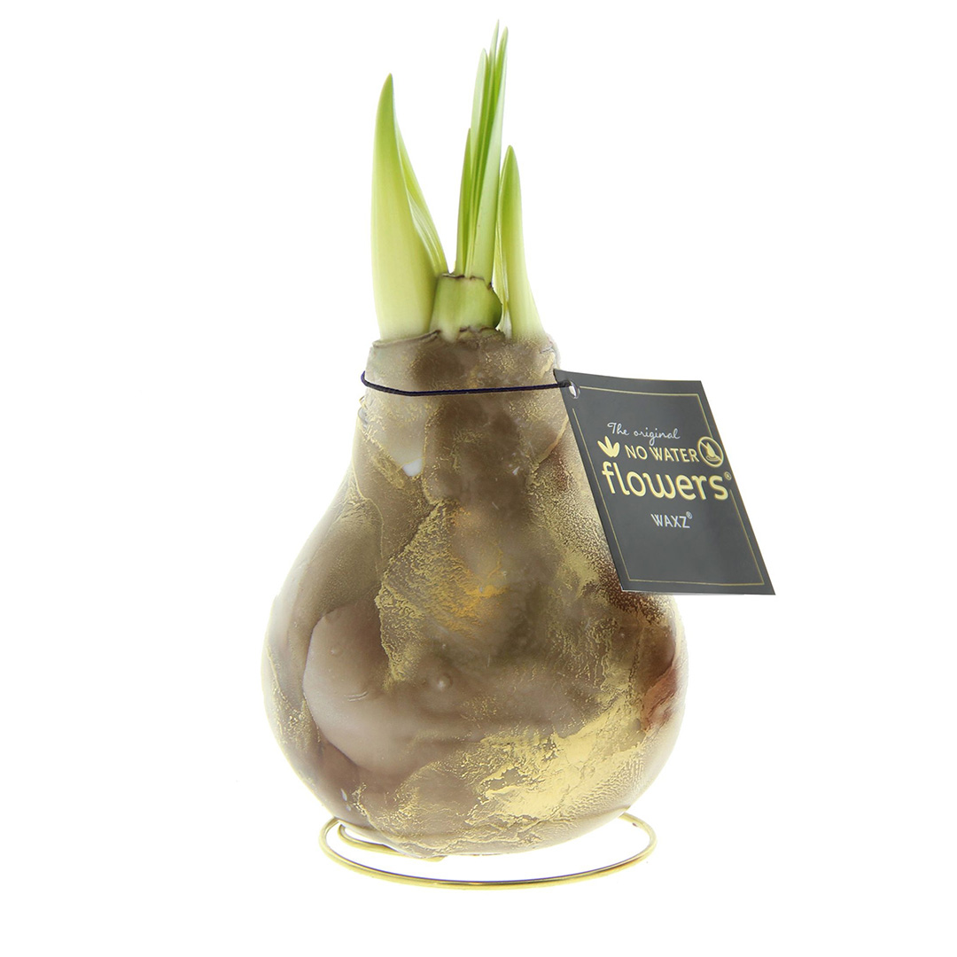 Amaryllis in Wachs Univerz Braun