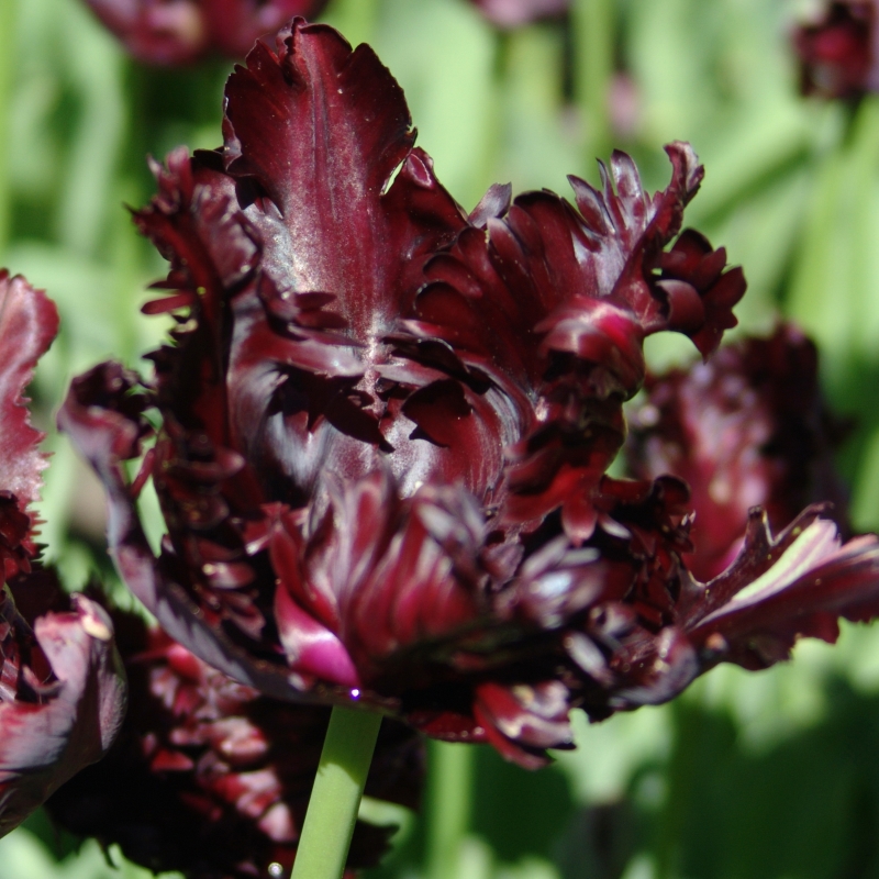 Tulpe Black Parrot