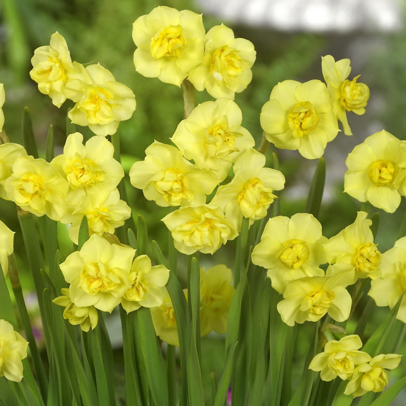 Narzissen Yellow Cheerfulness