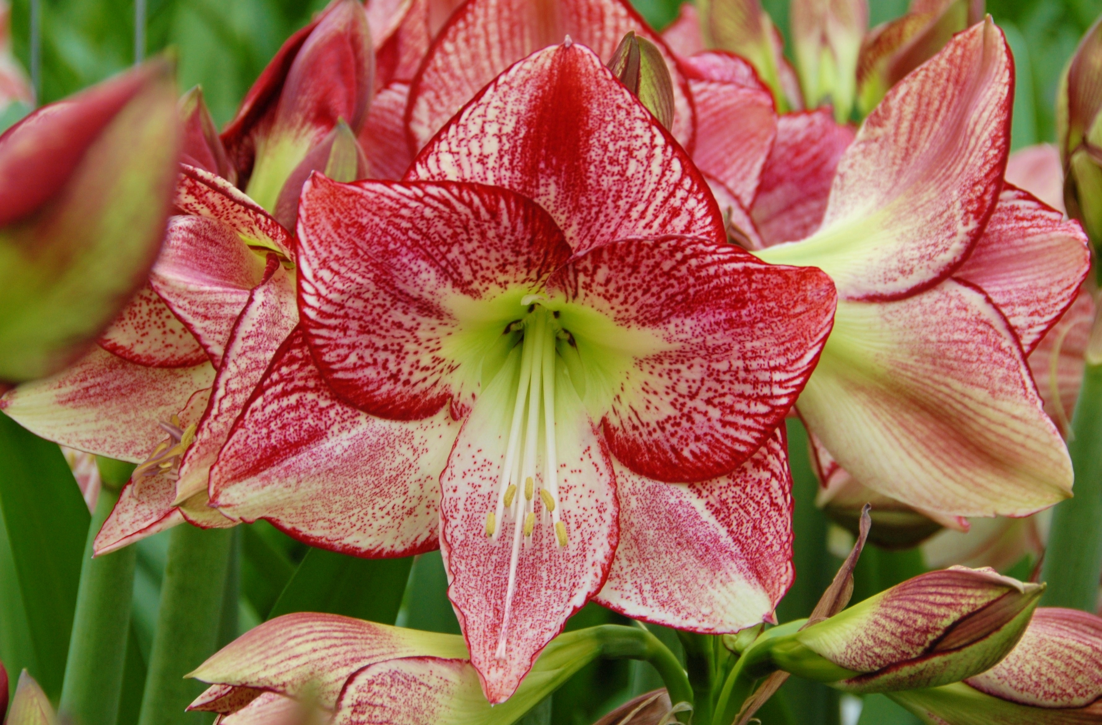 Amaryllis Flamenco Queen®