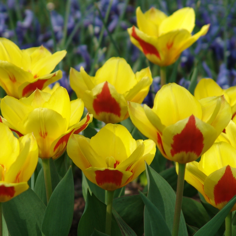 Tulpe Stresa